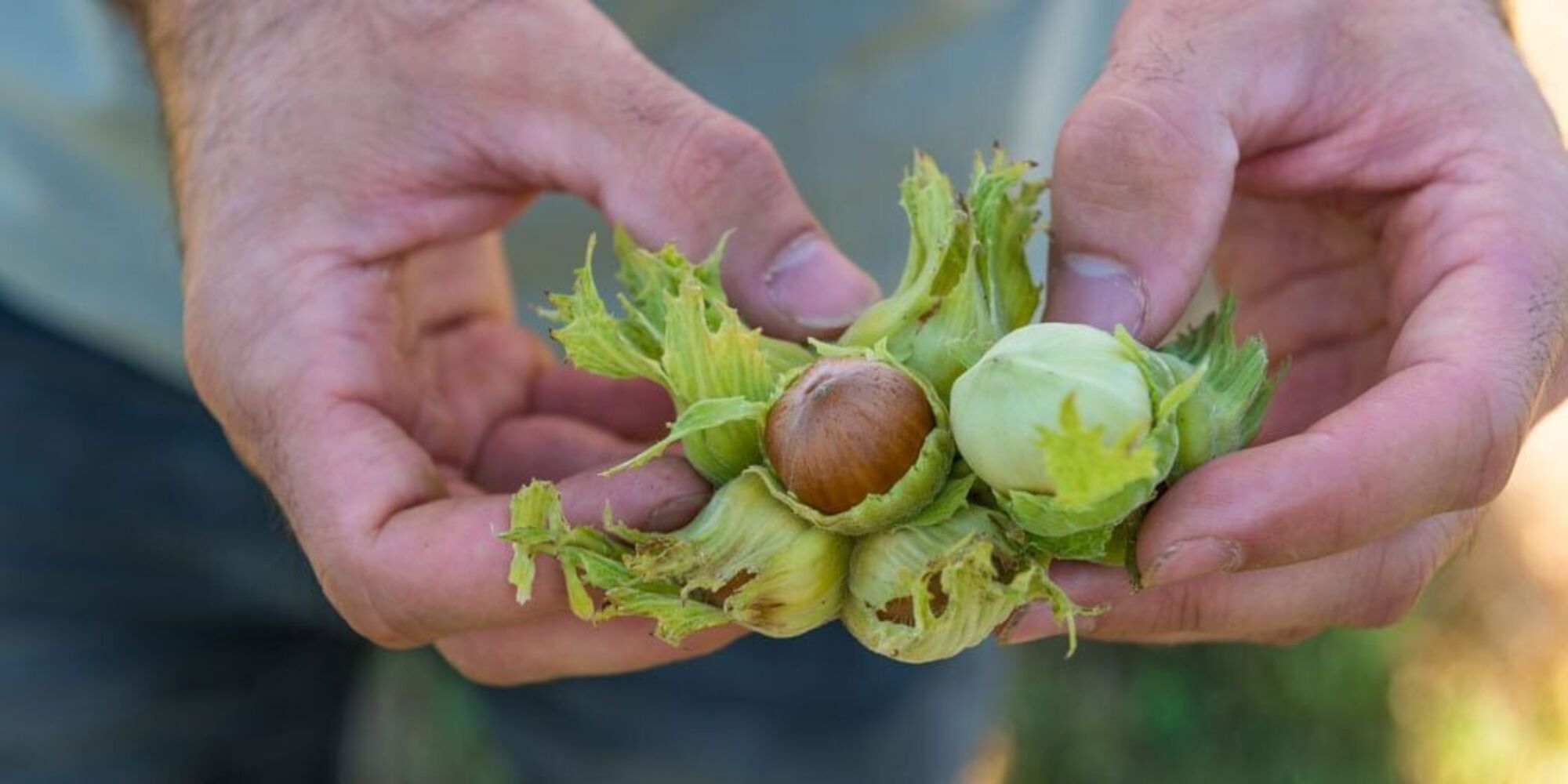 Haselnuss projekt stefan gerber crowd container2 panorama
