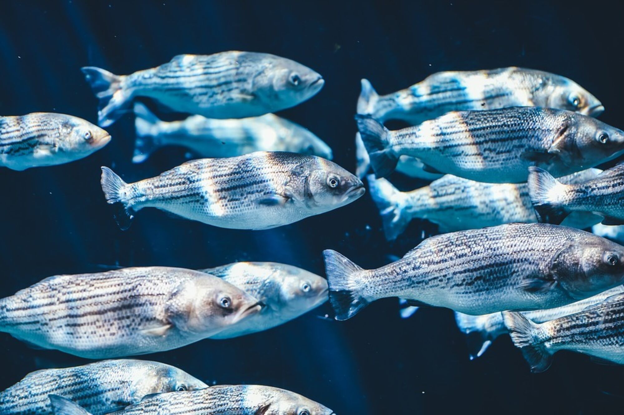 Fische