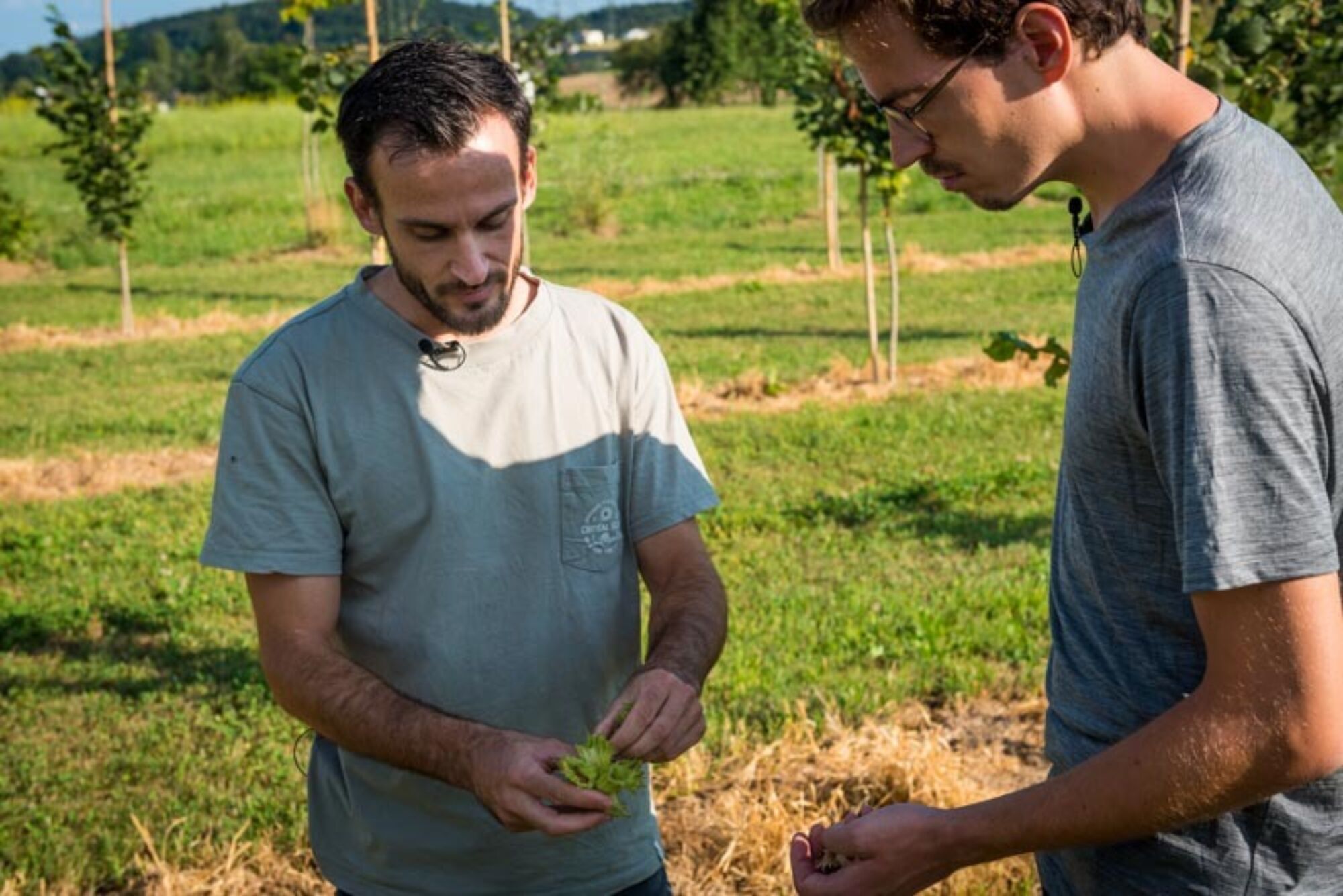 Bild crowd container haselnuss stefan benjamin