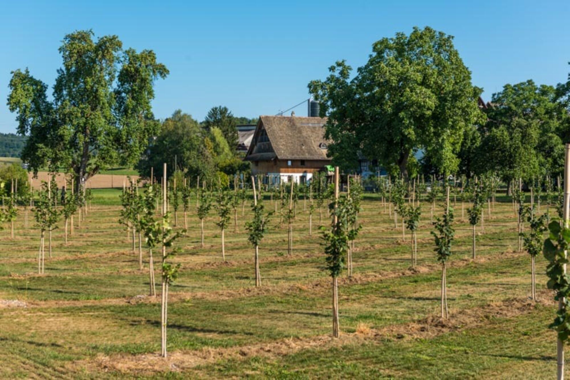 Bild crowd container haselnusssortengarten