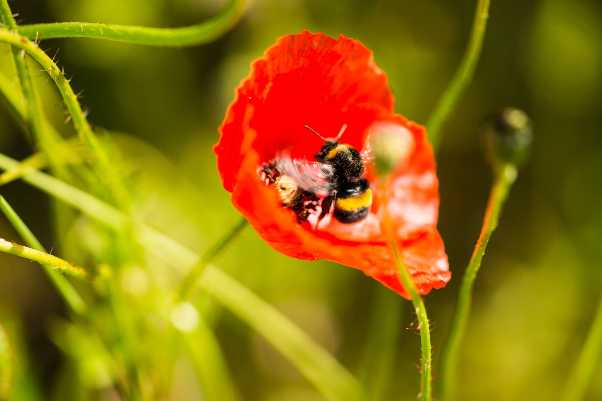 Insekt auf Insect Respect Flaeche Mohn