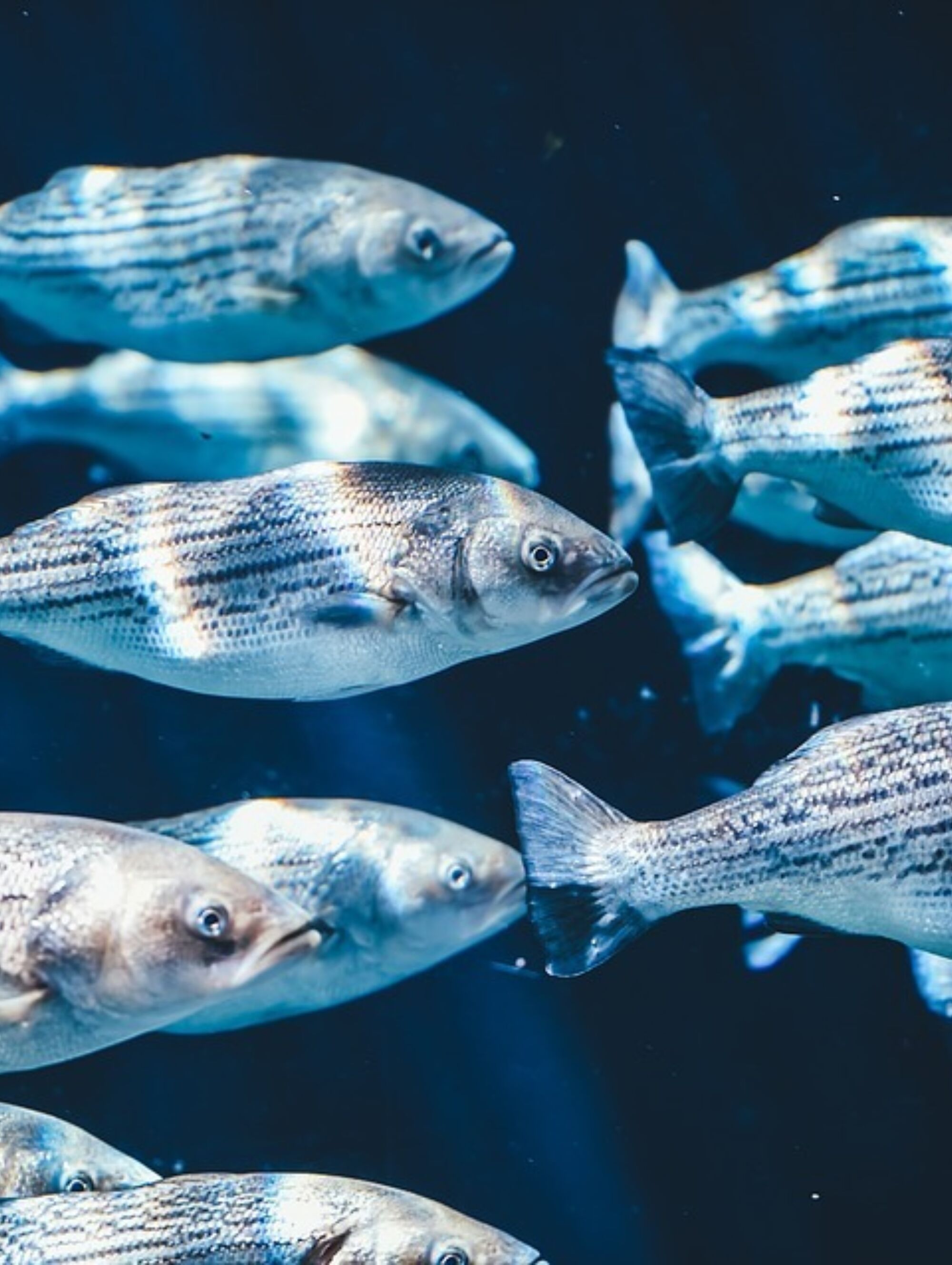 Fische