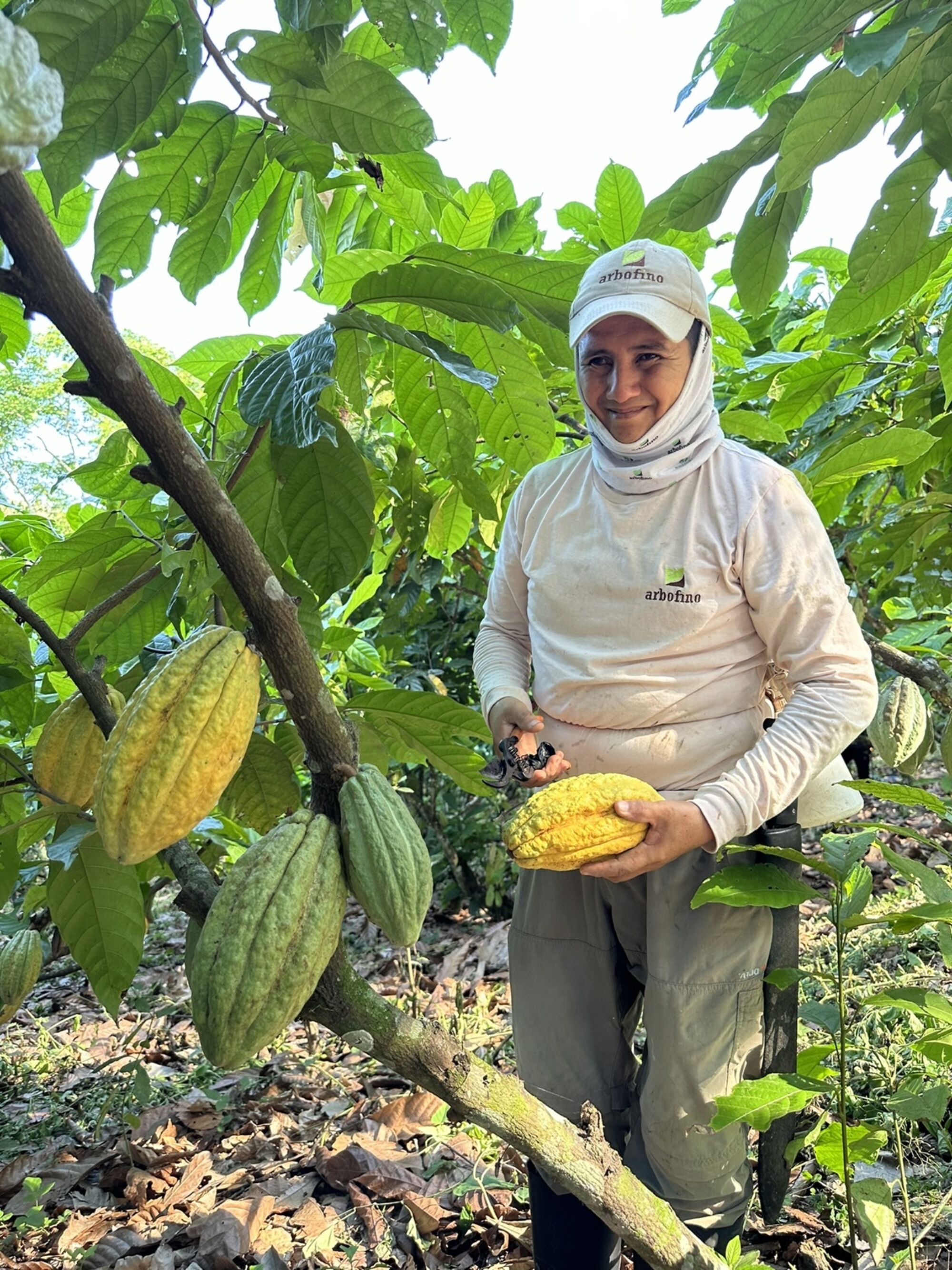 Kakaoernte Arbofino 1